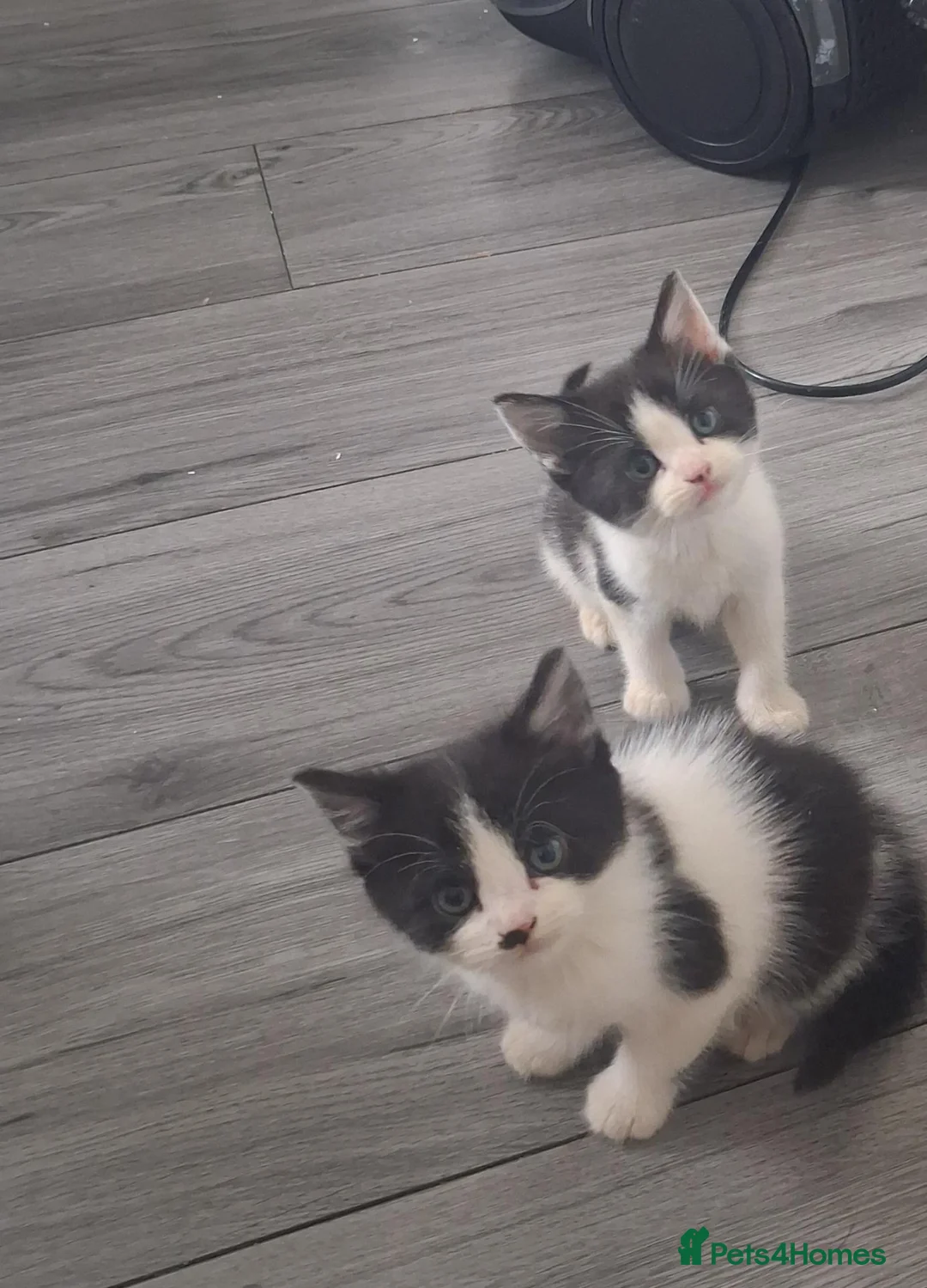Mixed Breed cats for sale: British Shorthair cross kittens  - Advert 5