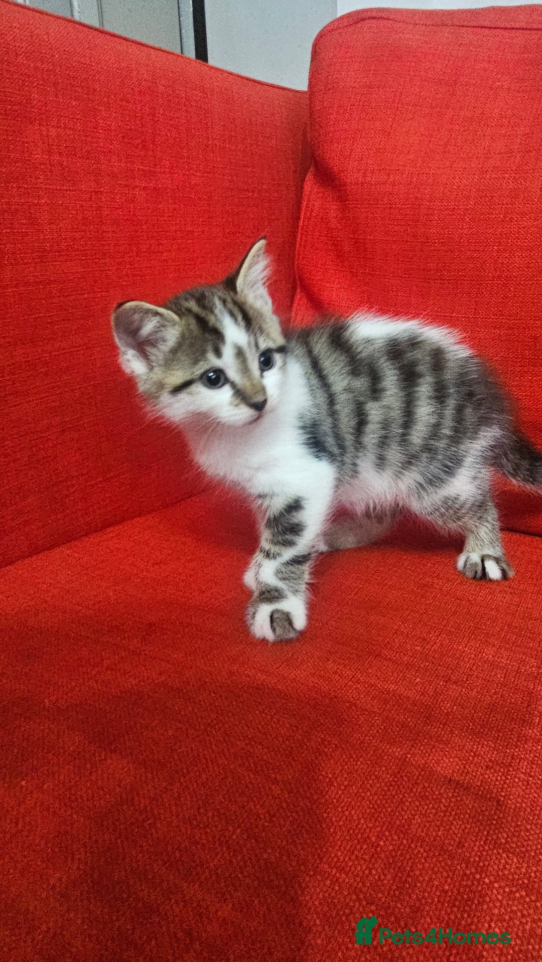 Domestic Shorthair cats for sale: Male and female  - Image 12