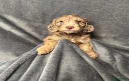 Cockapoo dogs for sale: STUNNING F1 Show Cockapoo Puppies  - Image 18