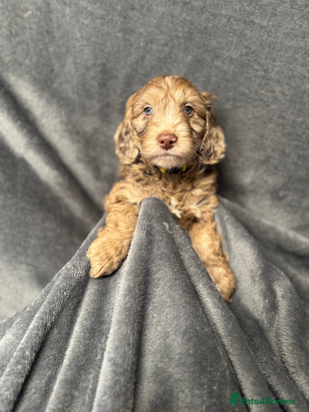 Cockapoo dogs for sale: STUNNING F1 Show Cockapoo Puppies  - Image 18