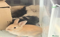 Lionhead rabbits for sale: Teddy Double & Single Lionhead Price starts at £35 - Image 20
