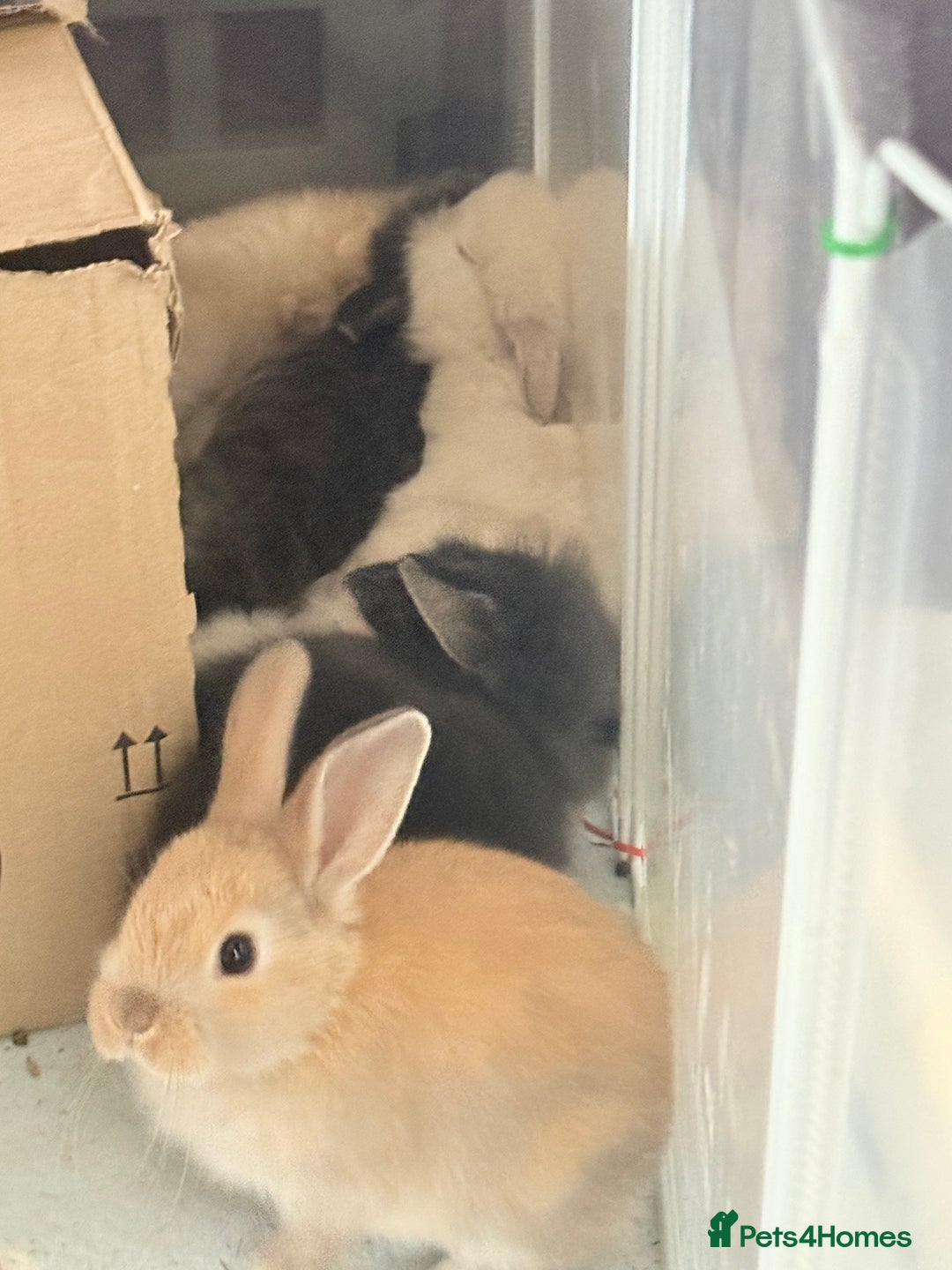 Lionhead rabbits for sale: Teddy Double & Single Lionhead Price starts at £35 - Image 20