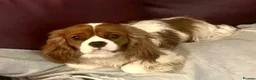 Cavalier King Charles Spaniel dogs for stud: KC REG CHAMPION SIRED HEALTH TESTED CLEAR CAV STUD in Hoddesdon - Advert 16