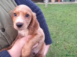 Cocker Spaniel dogs Working Cocker Spaniel - Advert 1