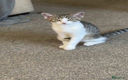 Mixed Breed cats for sale: Long haired Silver tabby and foster kitten - Image 7