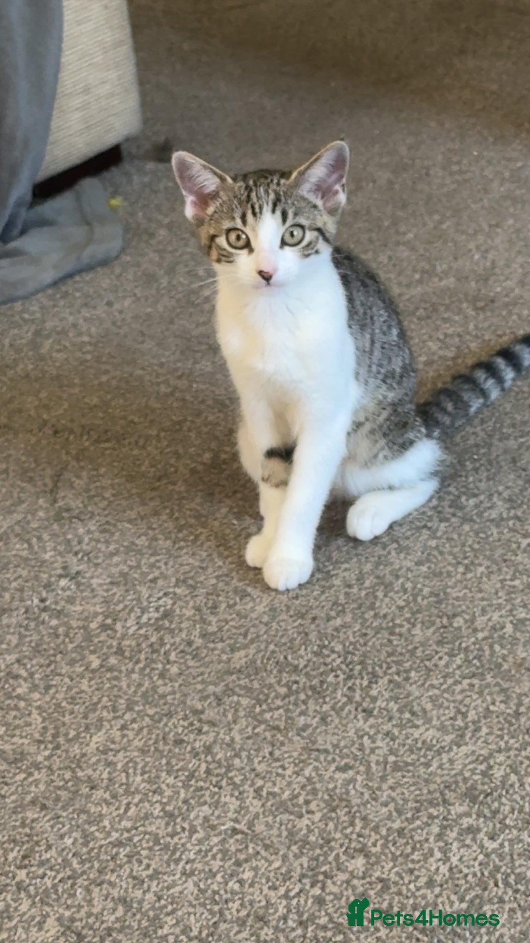 Mixed Breed cats for sale: Long haired Silver tabby and foster kitten - Image 7
