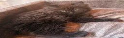 British Longhair cats for sale: Top quality BLH kittens new lines! in Rushden - Advert 5