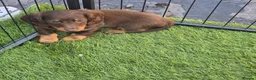 Miniature Dachshund dogs for sale: KC registered miniature dachshund - Advert 3