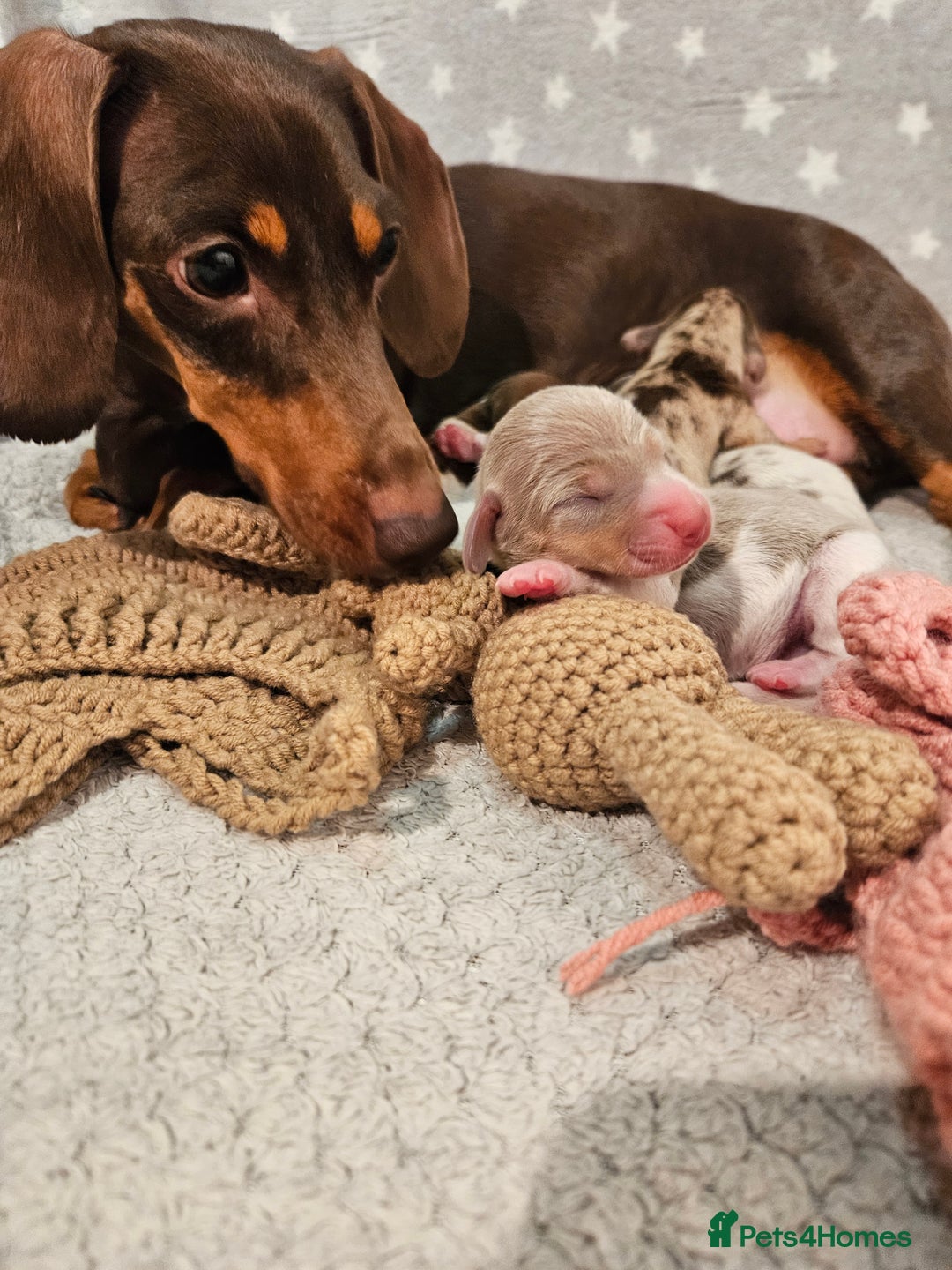 Miniature Dachshund dogs for sale: Stunning KC miniaturedachshunds KC - Advert 7
