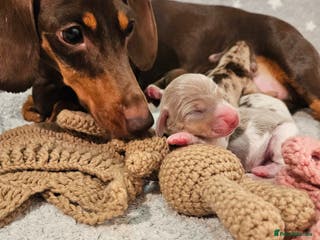 Miniature Dachshund dogs Stunning KC miniaturedachshunds KC - Advert 18