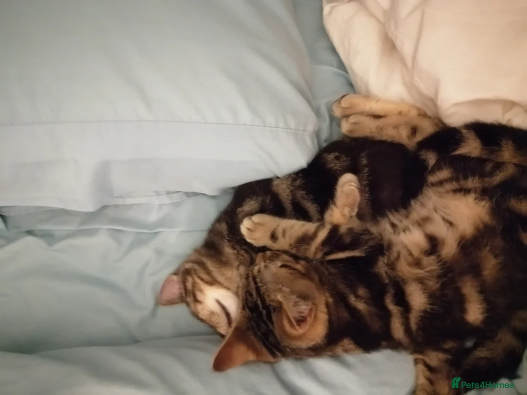 British Shorthair cats for sale: Kittens of 6 months NEED GONE URGENTLY  - Advert 3