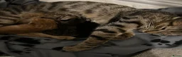 Domestic Shorthair cats for sale: Adorable Tabby Kittens Seeking Their Forever Homes - Advert 5