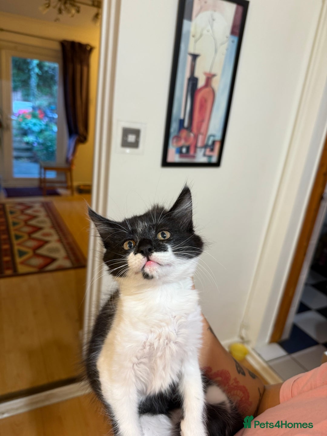 Mixed Breed cats for sale: 2 adorable tuxedo kittens - Image 8