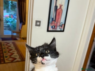 Mixed Breed cats - Advert 23