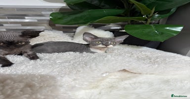 Devon Rex cats - Advert 4