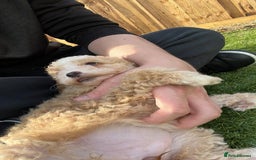 Cavapoo dogs for sale: Beautiful cavapoo puppies  - Image 33