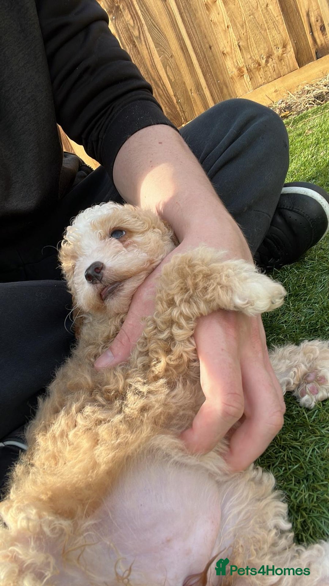 Cavapoo dogs for sale: Beautiful cavapoo puppies  - Image 33
