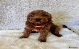 Goldendoodle dogs for sale: Outstanding Quality health tested Goldendoodles  - Image 16