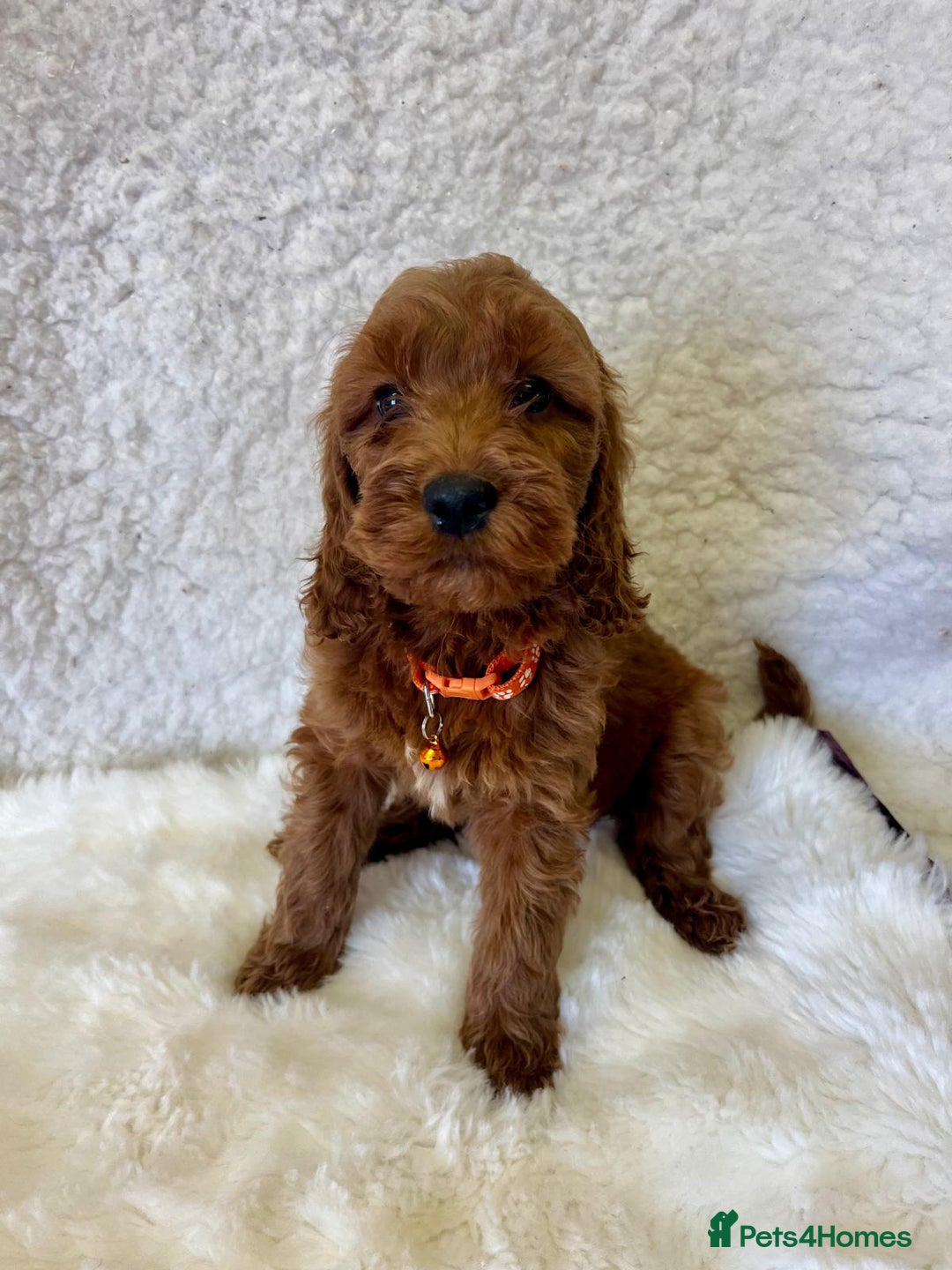 Goldendoodle dogs for sale: Outstanding Quality health tested Goldendoodles  - Image 16