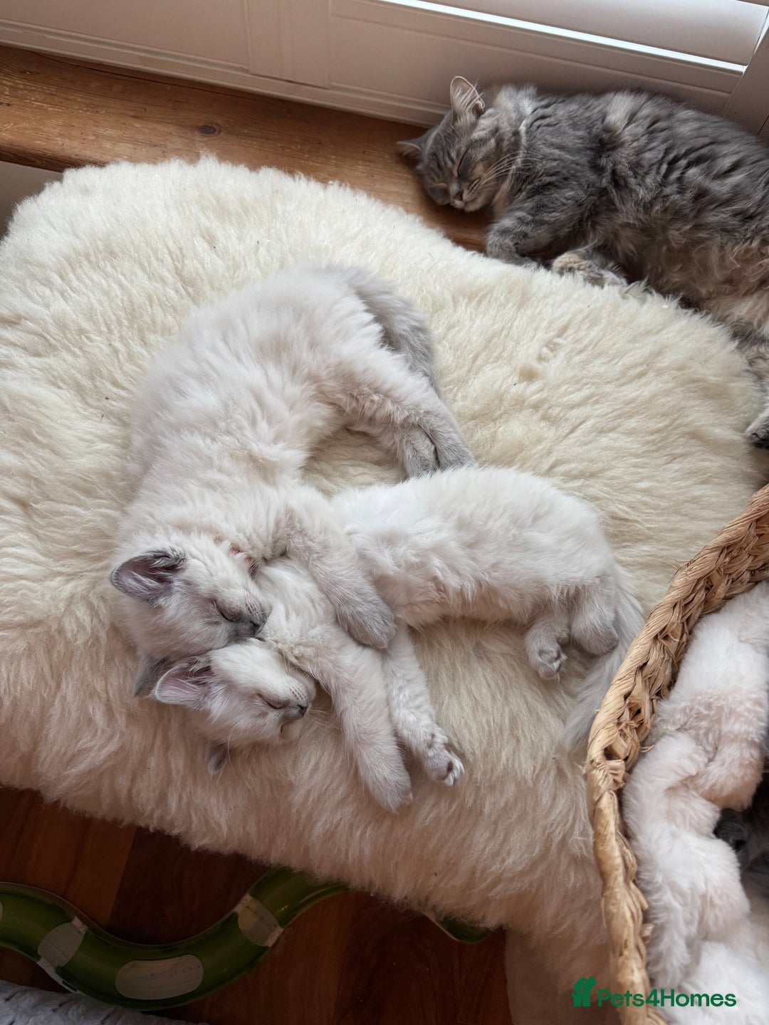 RagaMuffin cats for sale: Beautiful Ragamuffin Kittens - BSH/Ragdoll Cross - Advert 10