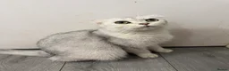 Scottish Fold cats for sale: Adorable Scottish Fold/straight Kittens for Sale - Advert 7