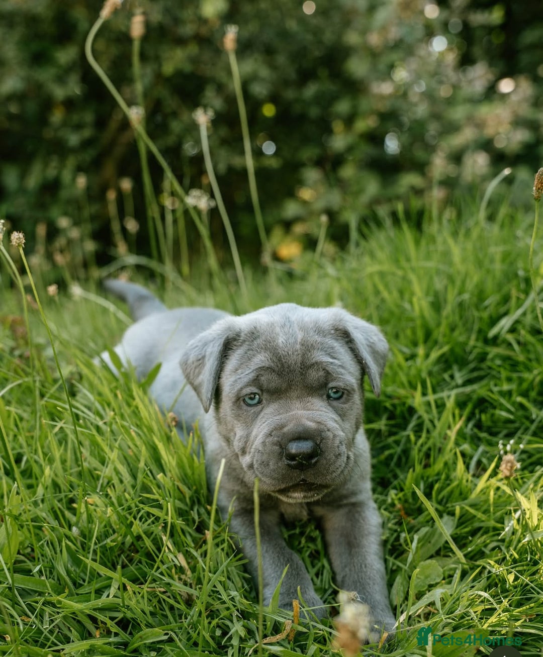 Mastiff dogs for sale: Mastiff pups  - Image 14