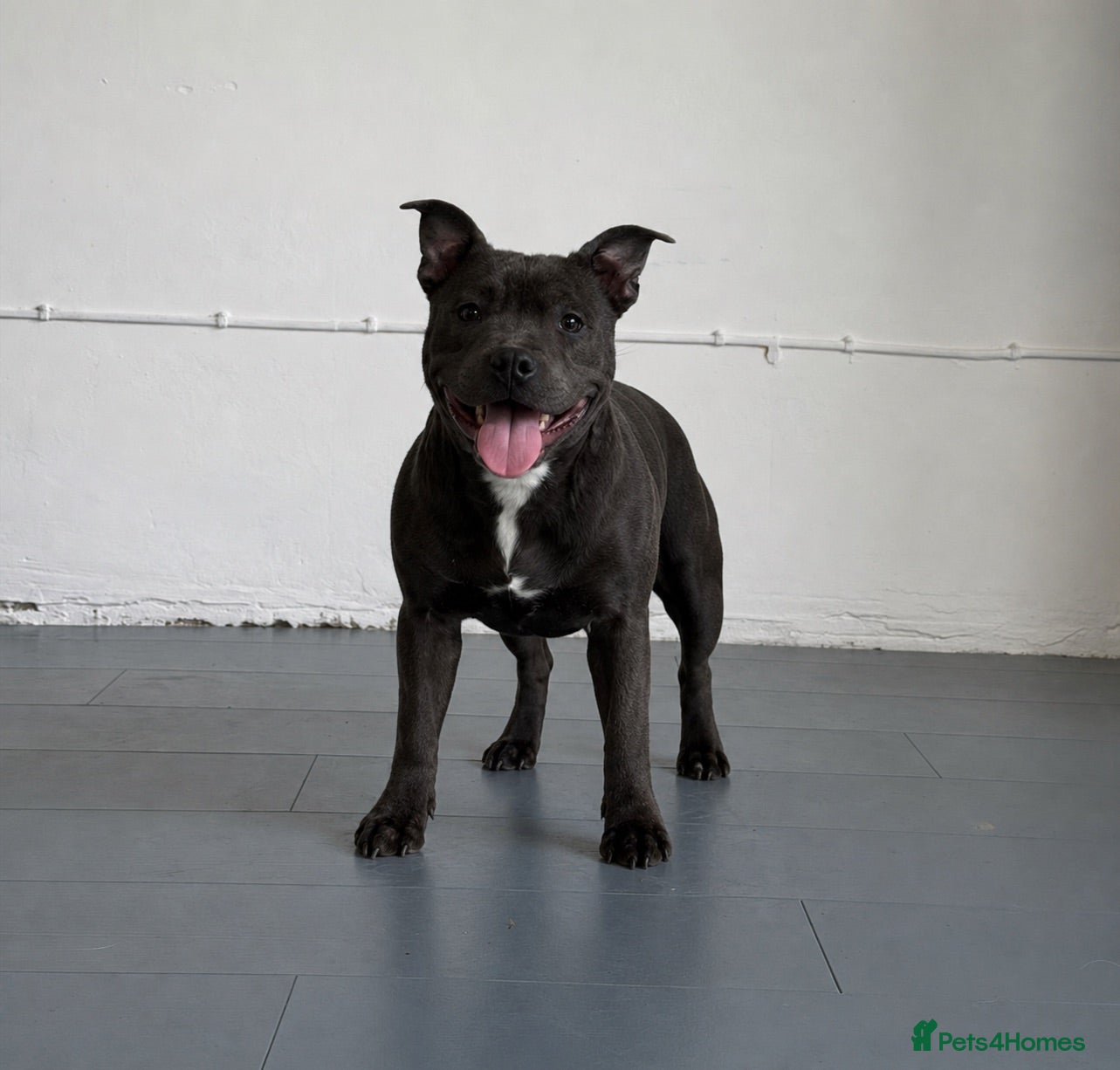 Staffordshire Bull Terrier dogs Lexi 11 month old female blue staff for sale  - Advert 9