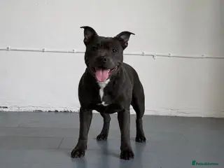 Staffordshire Bull Terrier dogs Lexi 11 month old female blue staff for sale - Advert 9