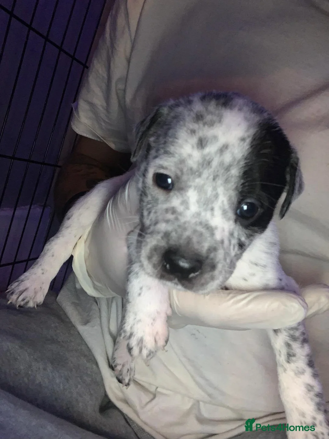 Mixed Breed dogs for sale: German Staff x bull mastif in Birmingham - Advert 2