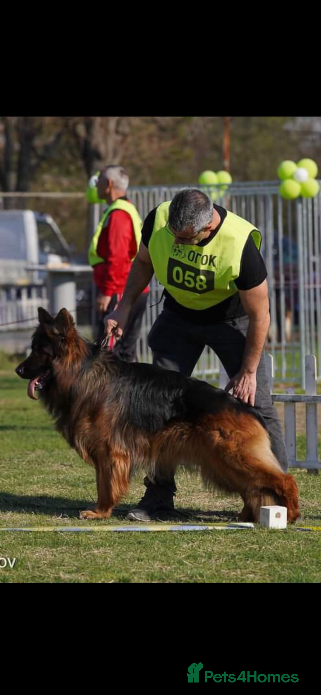 German Shepherd dogs for sale: German shepherd  - Image 3