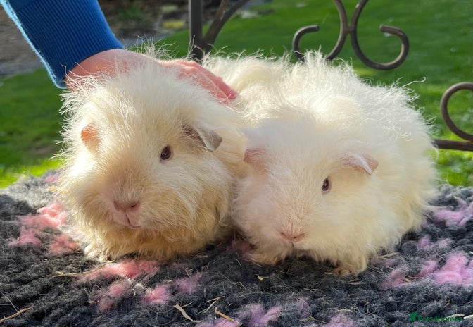 Guinea Pig rodents - Advert 11