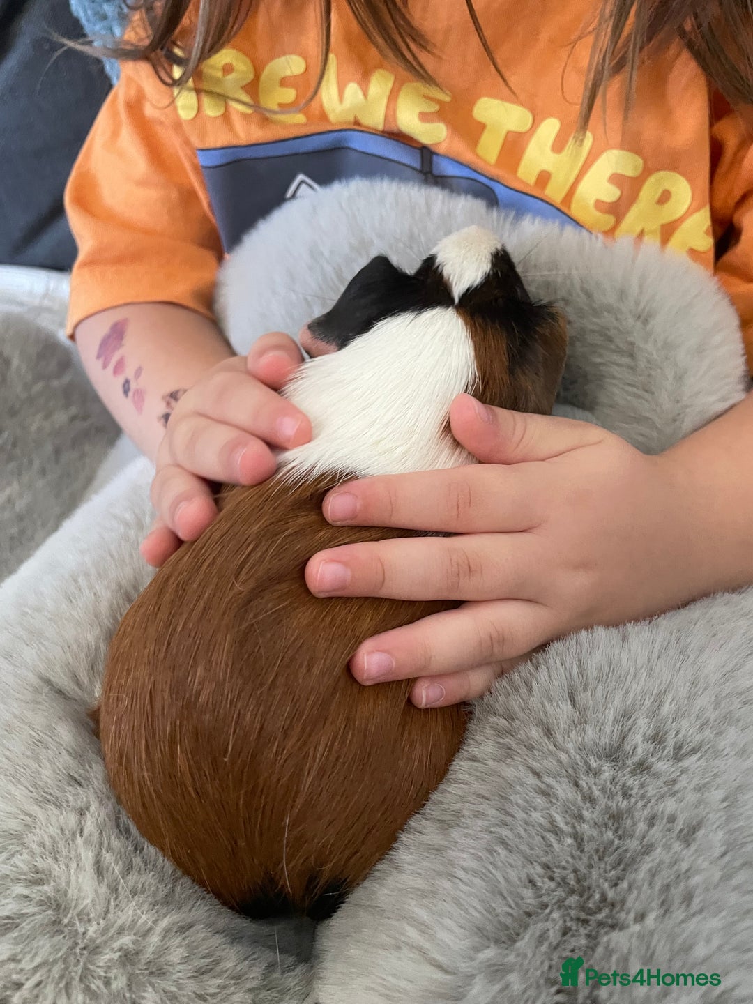 Guinea Pig rodents for sale: Bonded pair of male guineapigs. 1 adult 1 younger - Image 6
