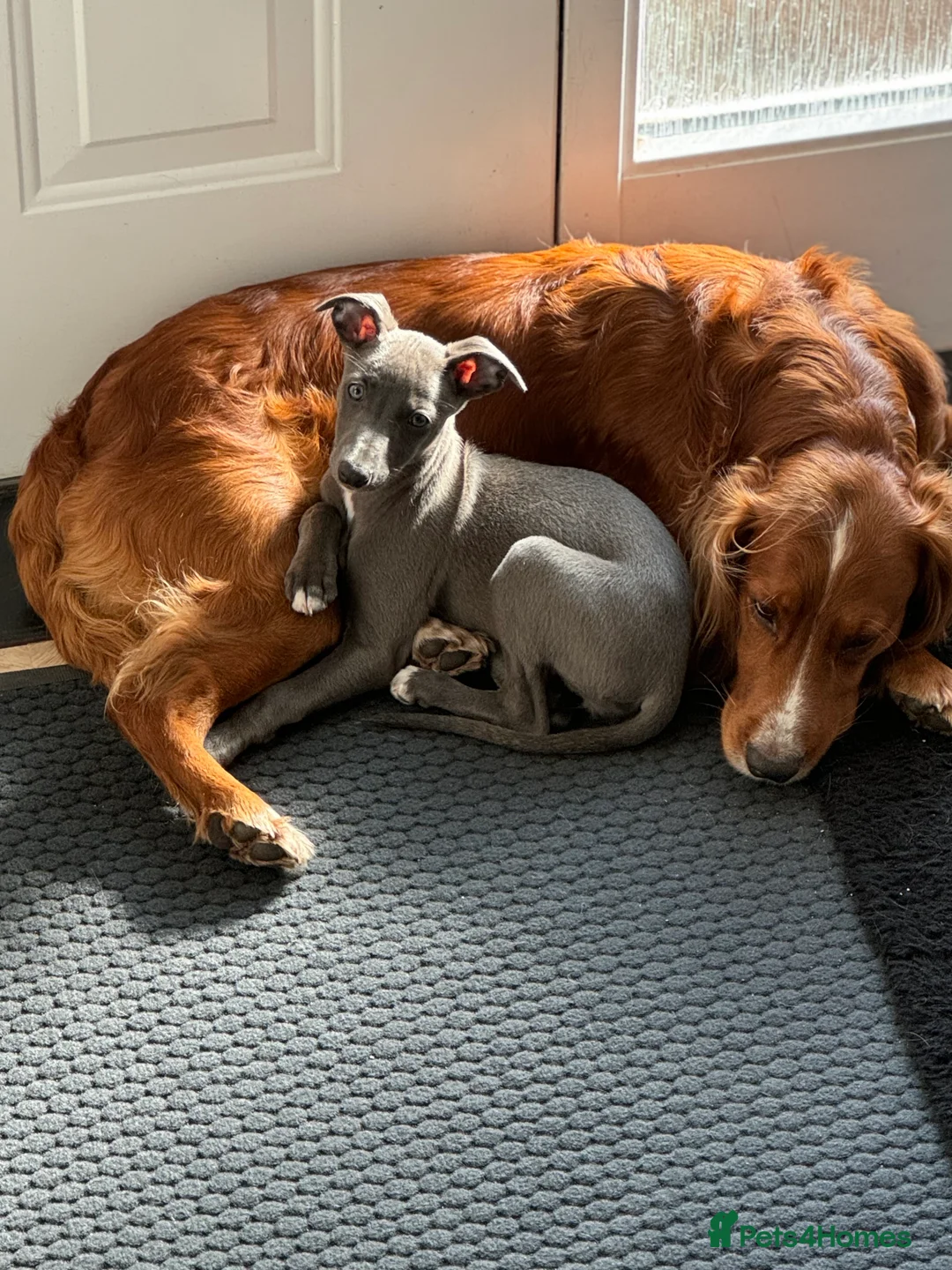 Cocker Spaniel dogs for stud: K.C Deep Red Working Cocker Proven Stud in Cramlington - Advert 21