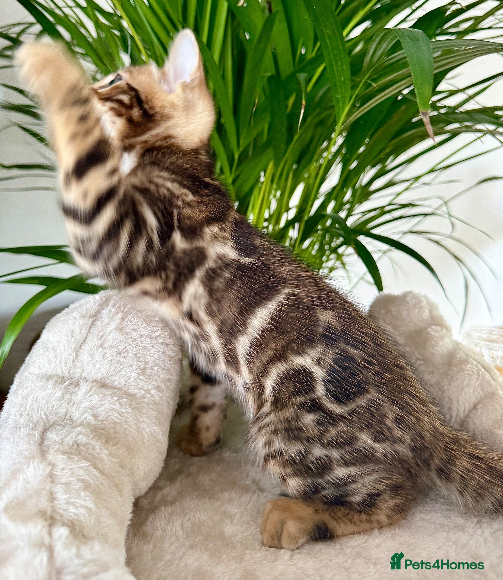 Bengal cats 🐆 Outstanding Champion Leopards🐆  - Advert 1