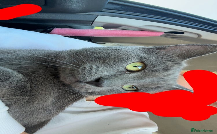 Korat cats - Advert 1