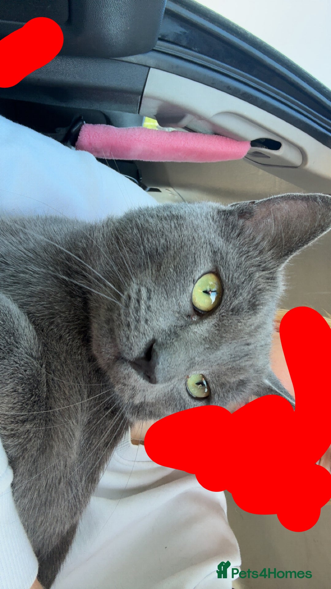 Korat cats for sale: Korat  - Image 1