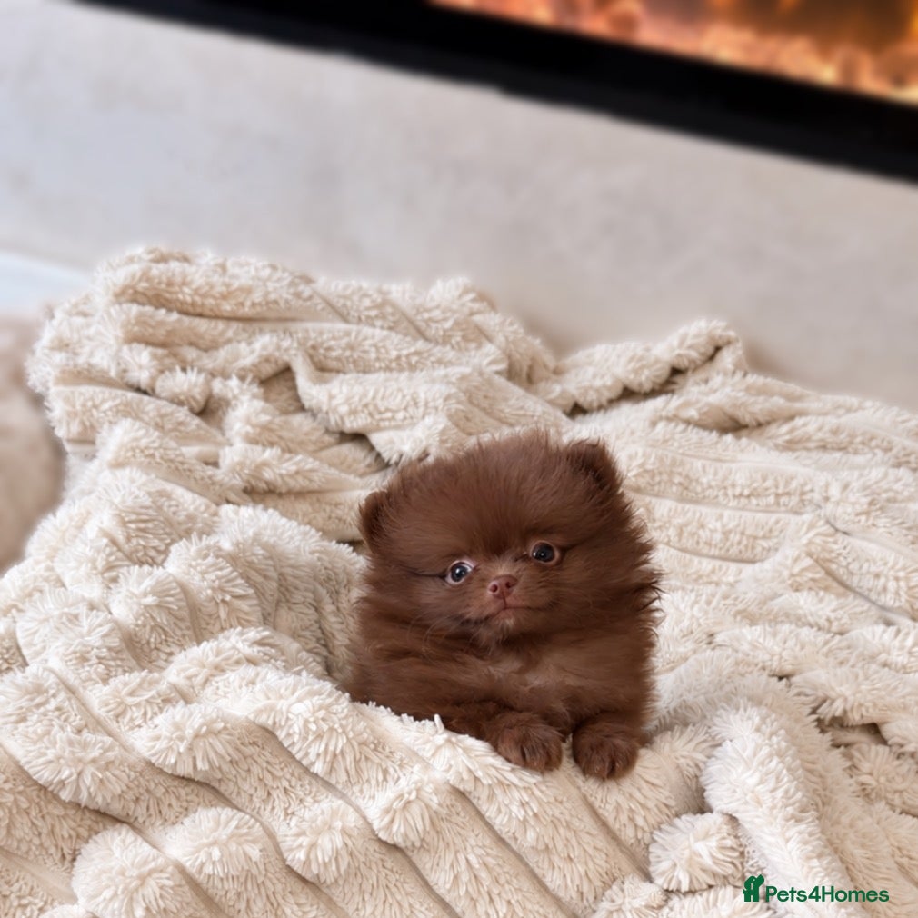 Pomeranian dogs Last Chocolate Girl 💖 - Advert 2