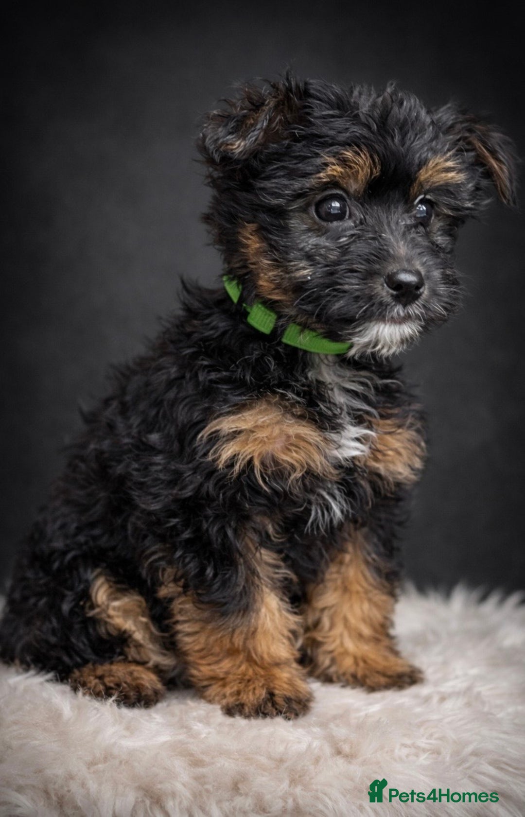 Yorkshire Terrier dogs for sale: Rare Yorkshire terrier pups ready now - Advert 9