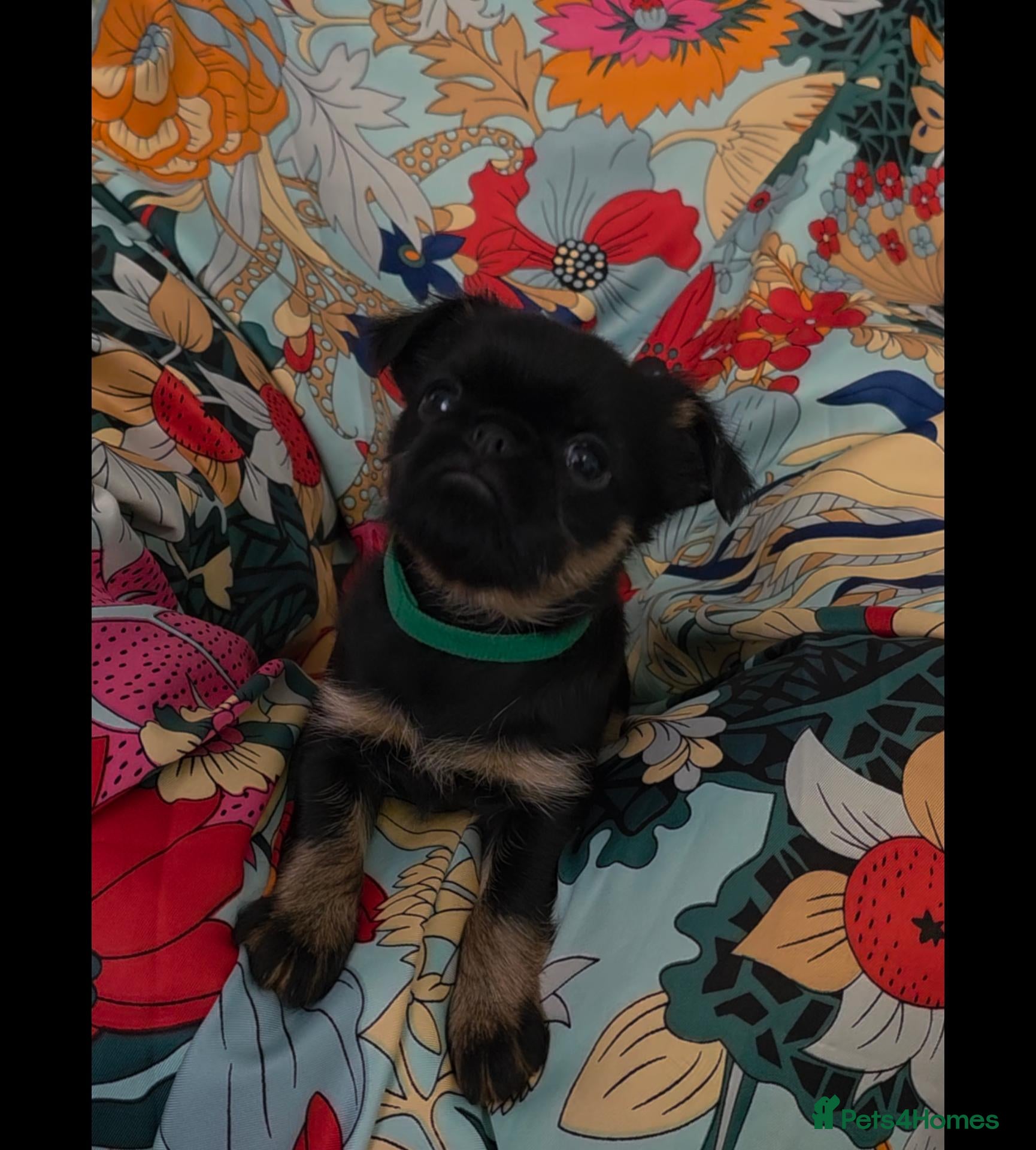 Griffon Bruxellois dogs Stunning Griffon Bruxellois puppies KC registered - Advert 1