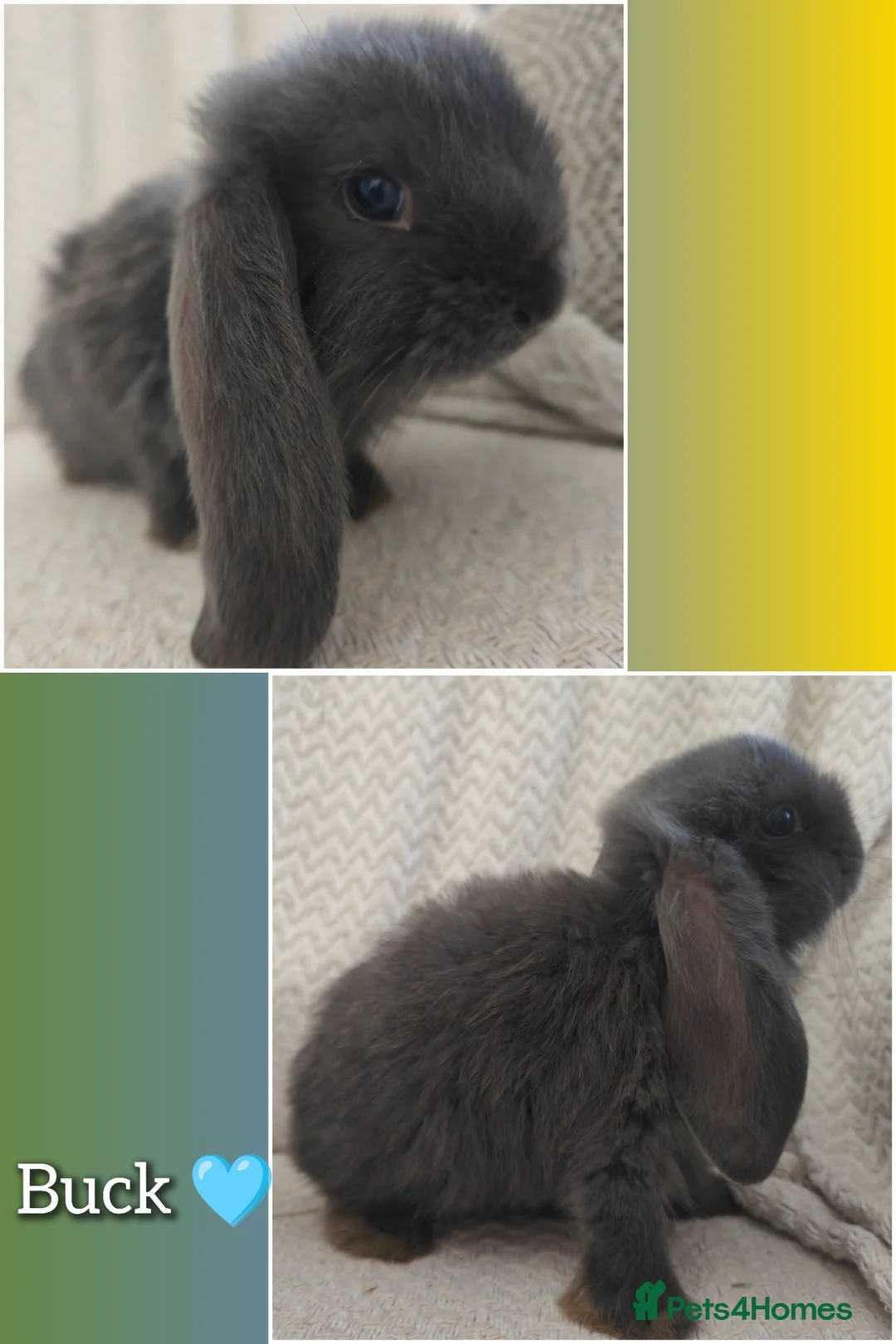 French Lop rabbits for sale: Giant french lops  - Advert 12