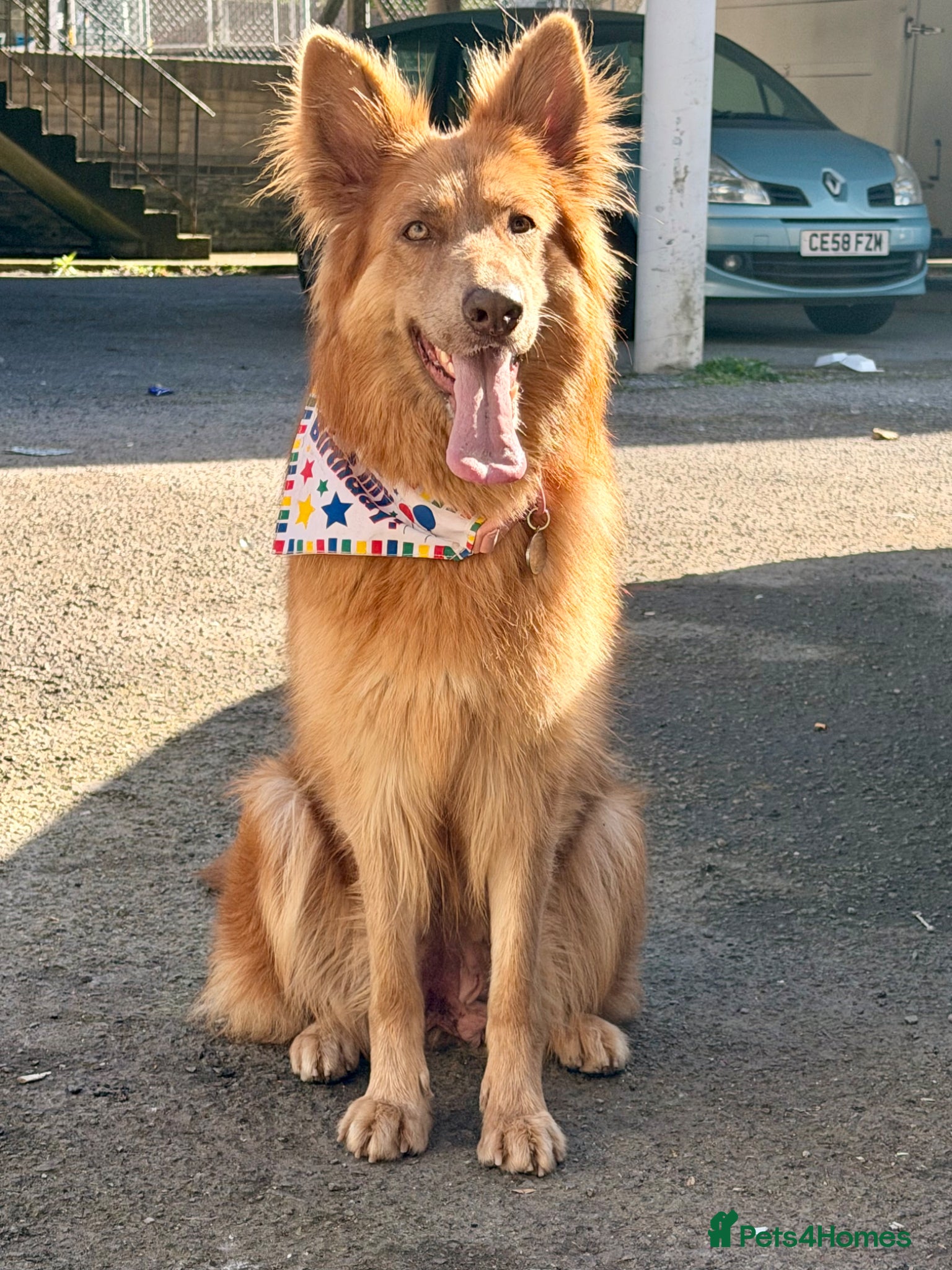 German Shepherd dogs KC REG GSD GIRL 9 WEEKS OLD READY NOW⭐️✨ - Advert 1