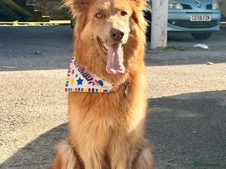 German Shepherd dogs KC REG GSD GIRL 9 WEEKS OLD READY NOW⭐️✨ - Advert 6