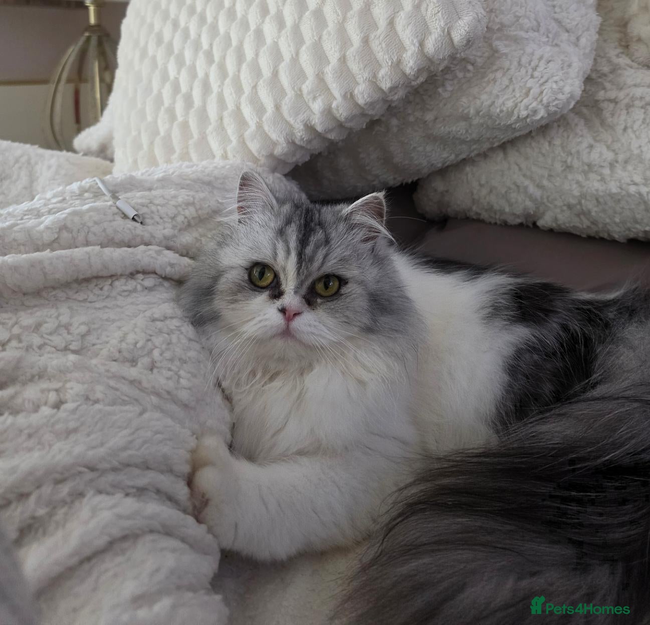Persian cats Maggie The Persian Cat Looking for a Forever Home - Advert 1