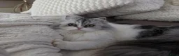 Persian cats for sale: Maggie The Persian Cat Looking for a Forever Home - Advert 1