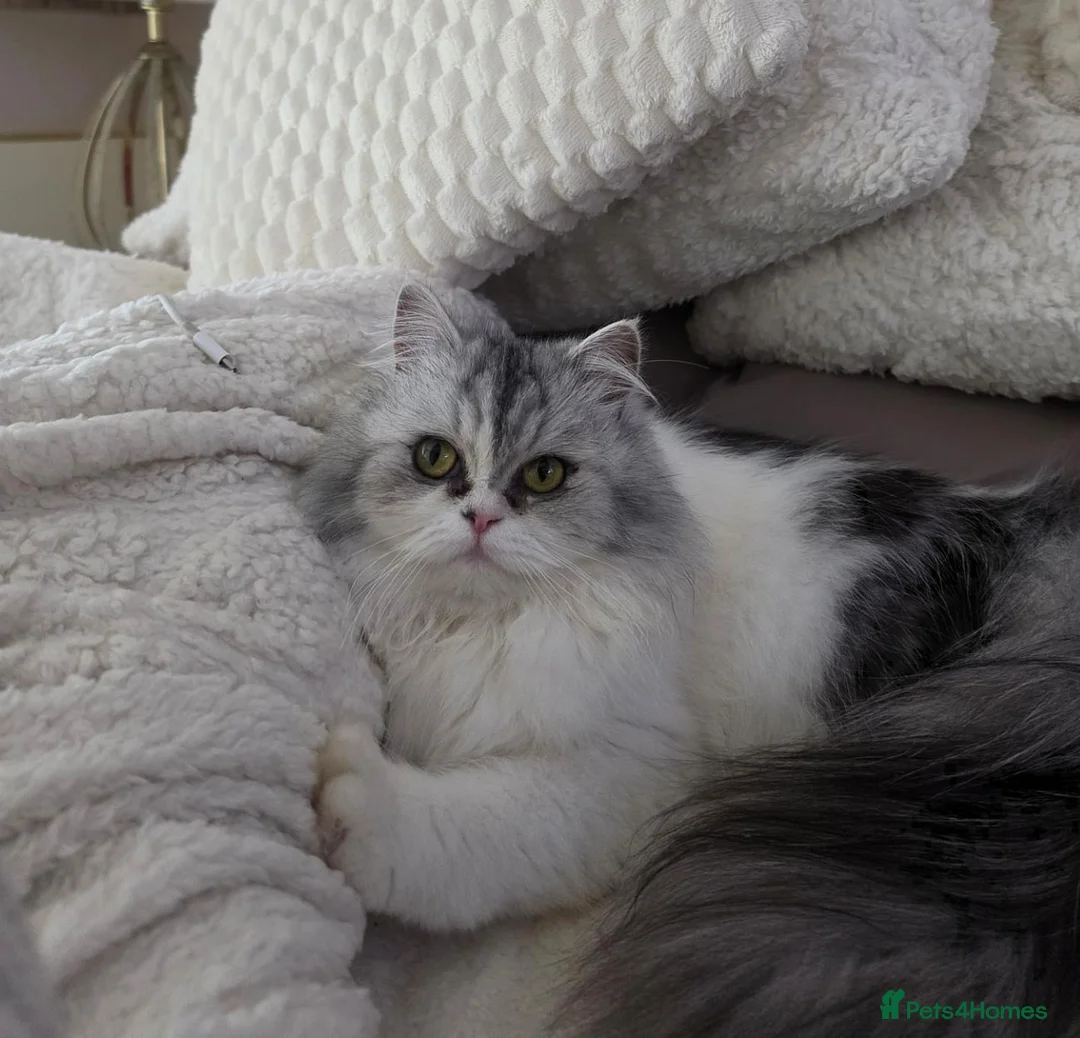 Persian cats for sale: Maggie The Persian Cat Looking for a Forever Home - Advert 1