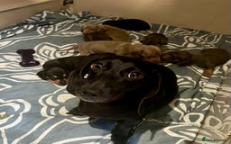Miniature Dachshund dogs for sale: STUNNING MIX KC MIN PRA CLR - Image 2