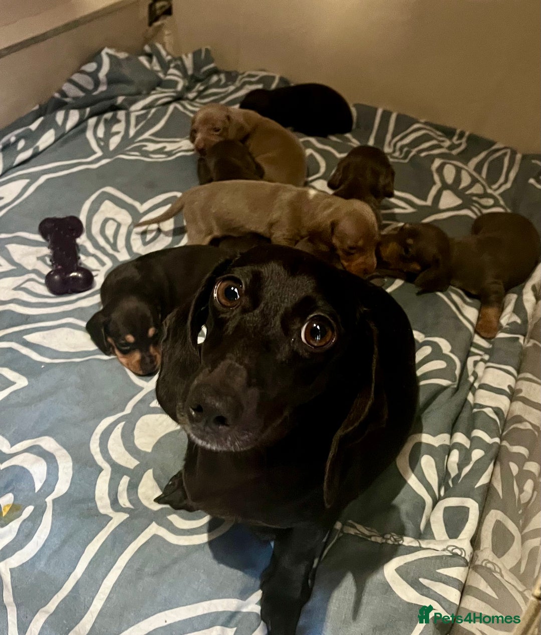 Miniature Dachshund dogs for sale: STUNNING MIX KC MIN PRA CLR - Image 2