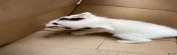 Mixed Breed cats for sale: 4 adorable kittens available to be rehomed - Advert 23