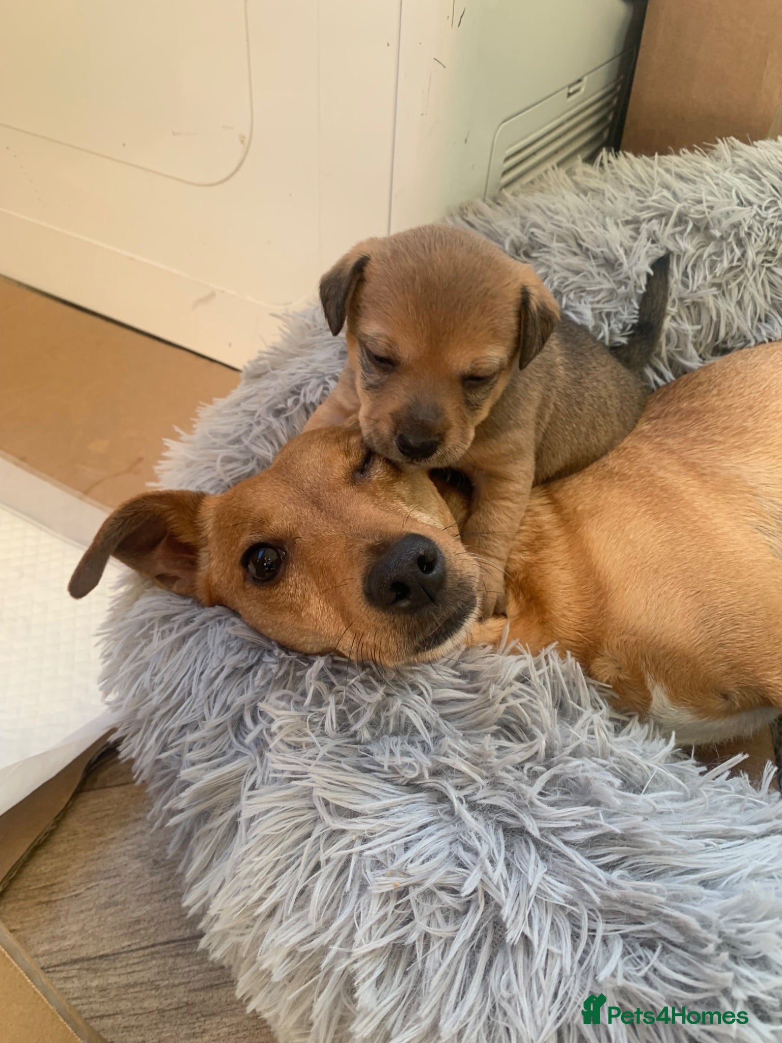 Jack Russell dogs Jack Russell pups - Advert 16