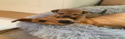Jack Russell dogs for sale: Jack Russell pups in Arbroath - Advert 1